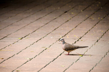 Spotted dove (Spilopelia chinensis) sitting on the ground in Bangkok