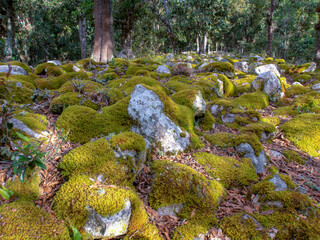 Oak forest with rocks covered in moss at the hillside of the Iguaque mountain in the central Andes of Colombia.