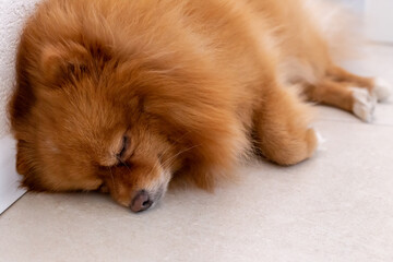  Cute Pomeranian dog sleeping on the floor