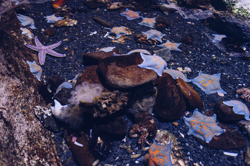 star fishes  and other sea creature lying underwater
