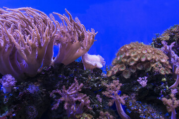 devil's hand corals and green polyps
