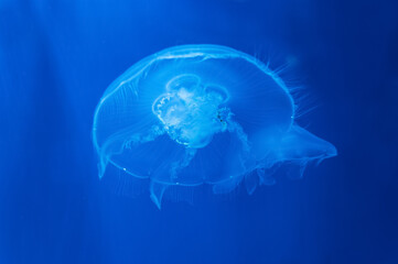 moon jelly fish illuminated with ultramarine color
