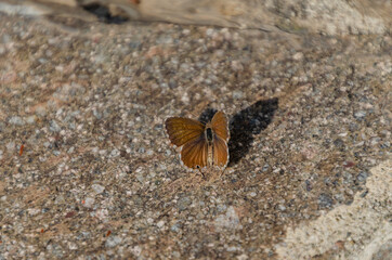 Fototapeta na wymiar butterfly on the ground