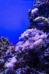 Fototapeta na wymiar underwater background with Flower Soft Corals