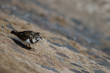 Ruddy turnstone Arenaria interpres in Arinaga. Aguimes. Gran Canaria. Canary Islands. Spain.