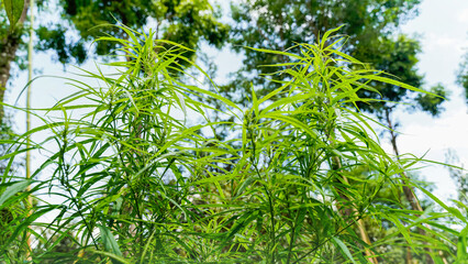 Marijuana leaves, cannabis on a bright background, beautiful background, Natural outdoor Tropical region asia.