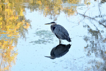 Delta Grey Heron 02