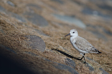 Sanderling Calidris alba in Arinaga. Aguimes. Gran Canaria. Canary Islands. Spain.