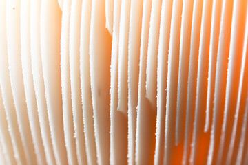 Close up of mushroom in the autumn forest