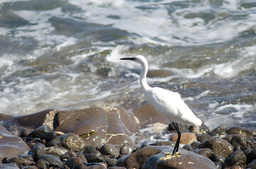 Little egret Egretta garzetta in Arinaga. Aguimes. Gran Canaria. Canary Islands. Spain.