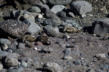 Ruddy turnstones Arenaria interpres resting in Arinaga. Aguimes. Gran Canaria. Canary Islands. Spain.