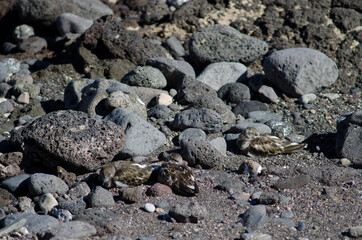 Ruddy turnstones Arenaria interpres resting in Arinaga. Aguimes. Gran Canaria. Canary Islands. Spain.