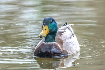 canard colvert