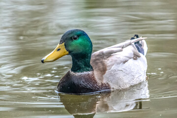 canard colvert