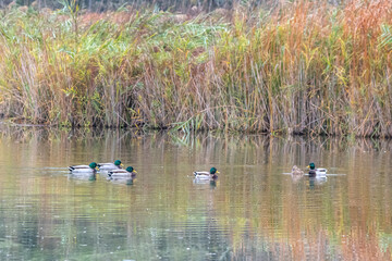 canard colvert