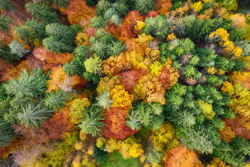 Aerial view of forest in autumn with colorful trees.