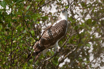 Osprey in the Weerribben the Netherlands.