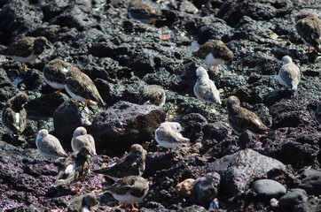 Sanderling Calidris alba and ruddy turnstones Arenaria interpres. Arinaga. Aguimes. Gran Canaria. Canary Islands. Spain.