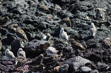 Sanderling Calidris alba and ruddy turnstones Arenaria interpres. Arinaga. Aguimes. Gran Canaria. Canary Islands. Spain.