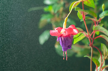 Beautiful flowering fuchsia plant. Pink and purple flowers on a bright background. Floral...