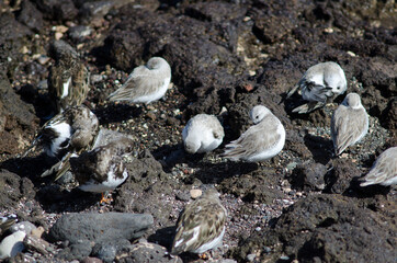 Sanderling Calidris alba and ruddy turnstones Arenaria interpres. Arinaga. Aguimes. Gran Canaria. Canary Islands. Spain.