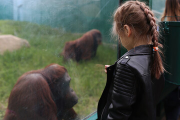 Sad brooding big red-headed orangutan behind glass at the zoo looks into the lens. Child watching on a large orangutan © Ксюша Даценко