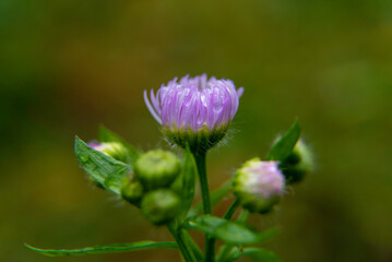pink flower with water drops on it, in a green garden, blurred green background, macro photograph