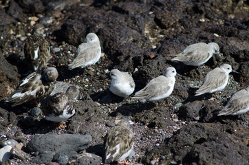 Sanderling Calidris alba and ruddy turnstones Arenaria interpres. Arinaga. Aguimes. Gran Canaria. Canary Islands. Spain.