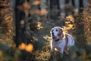 Spaniel on a walk in the woods