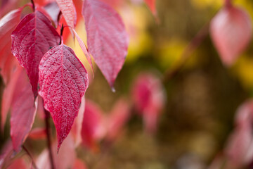Jesienne liście w deszczowy dzień