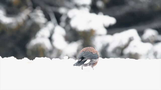 Winter. Spotted nutcracker is looking for food in the snow