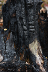 Woden charcoal