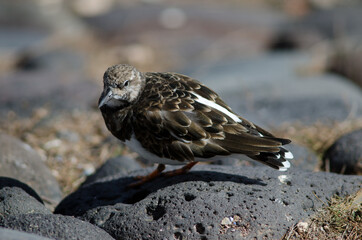 Ruddy turnstone Arenaria interpres in Arinaga. Aguimes. Gran Canaria. Canary Islands. Spain.