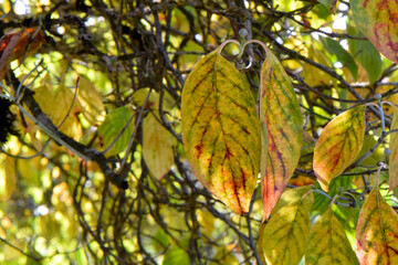 Autumn Dogwood Leaf Duo 03