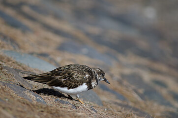 Ruddy turnstone Arenaria interpres in Arinaga. Aguimes. Gran Canaria. Canary Islands. Spain.