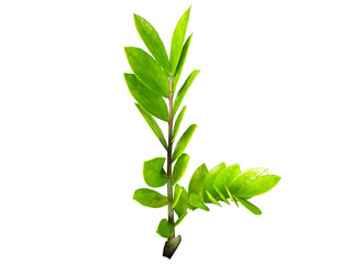 Zamioculcas on white background