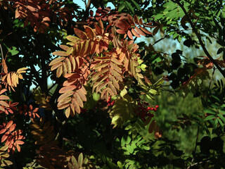 Rowan leaves are red and green