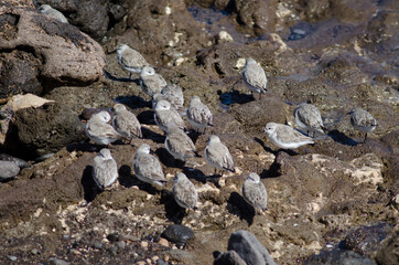 Flock of sanderling Calidris alba in Arinaga. Aguimes. Gran Canaria. Canary Islands. Spain.