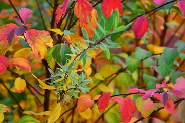 Spiraea plant in autumn coloring, closeup of pink, red, green and yellow leaves