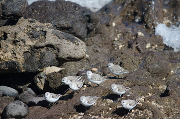 Flock of sanderling Calidris alba in Arinaga. Aguimes. Gran Canaria. Canary Islands. Spain.