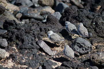 Flock of sanderling Calidris alba in Arinaga. Aguimes. Gran Canaria. Canary Islands. Spain.