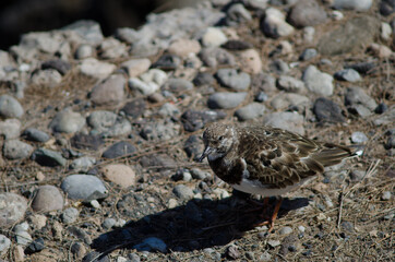 Ruddy turnstone Arenaria interpres in Arinaga. Aguimes. Gran Canaria. Canary Islands. Spain.