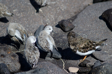 Fototapeta premium Sanderling Calidris alba and ruddy turnstone Arenaria interpres preening. Arinaga. Aguimes. Gran Canaria. Canary Islands. Spain.