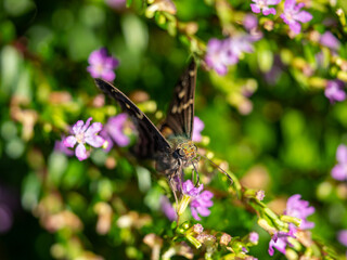 brown speckled butterfly in a bush of flowers