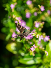 brown speckled butterfly in a bush of flowers