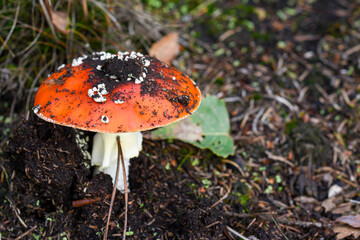 Close up of mushroom in the autumn forest