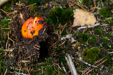 Close up of mushroom in the autumn forest
