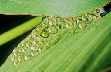 Agalychnis callidryas