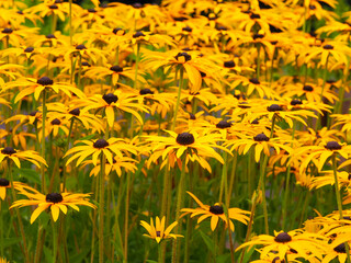 Side shot of dense bright yellow Rudbeckia coneflowers in a garden