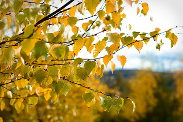 yellow autumn leaves